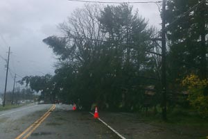 downed trees across road
